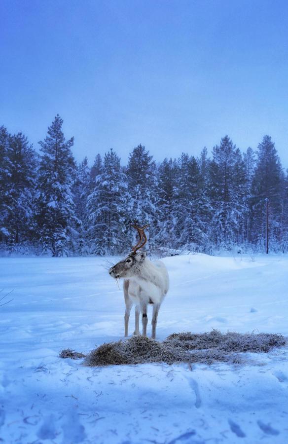 Cozy Stuga - Mountain View Ramsele エクステリア 写真