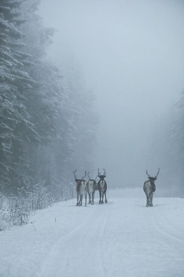 Cozy Stuga - Mountain View Ramsele エクステリア 写真