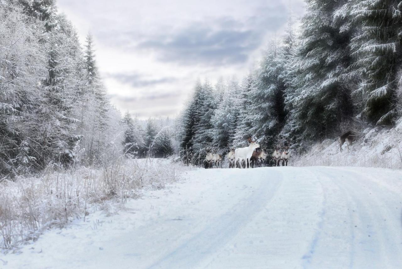 Cozy Stuga - Mountain View Ramsele エクステリア 写真